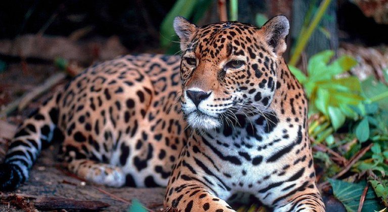 Veja as fases do desenvolvimento da onça-pintada que é símbolo da biodiversidade